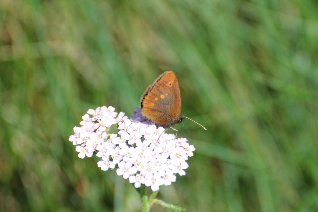 Erebia melampus? S�